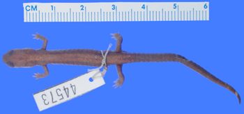 Media type: image; Herpetology A-44573